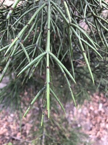 Colletia hystrix