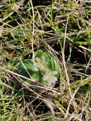 Lupinus densiflorus densiflorus