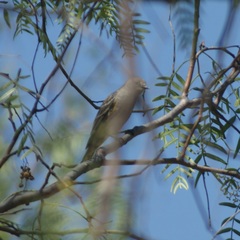 Setophaga coronata auduboni