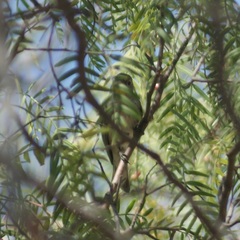 Setophaga coronata auduboni