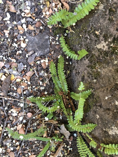 Blechnum microphyllum