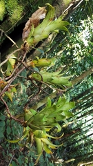 Neoregelia mooreana (Neoregelia mooreana)