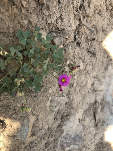 Oxalis arenaria