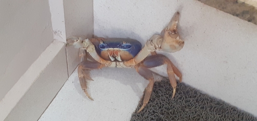 Blue Land Crab
