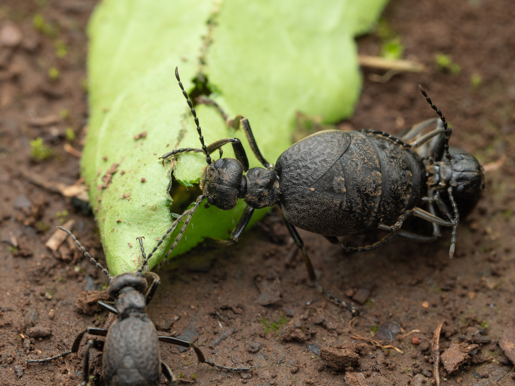 Meloe flavicomus
