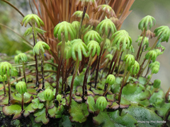 Marchantia polymorpha