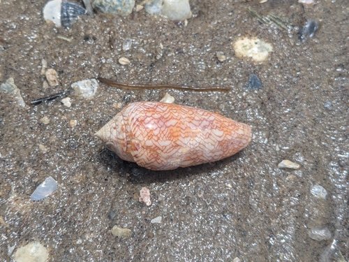 Conus archiepiscopus observed 2026-02-22
