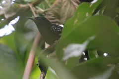 Microrhopias quixensis