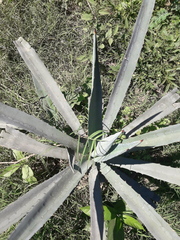 Agave tequilana