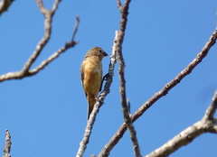 Sporophila ruficollis