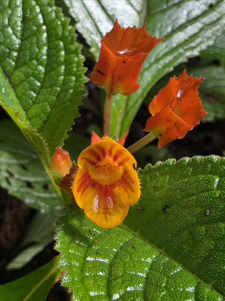 Lá gấm – Chrysothemis pulchella