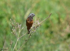 Sporophila ruficollis