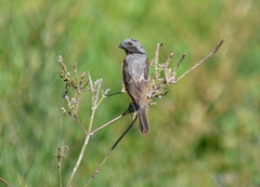 Sporophila ruficollis