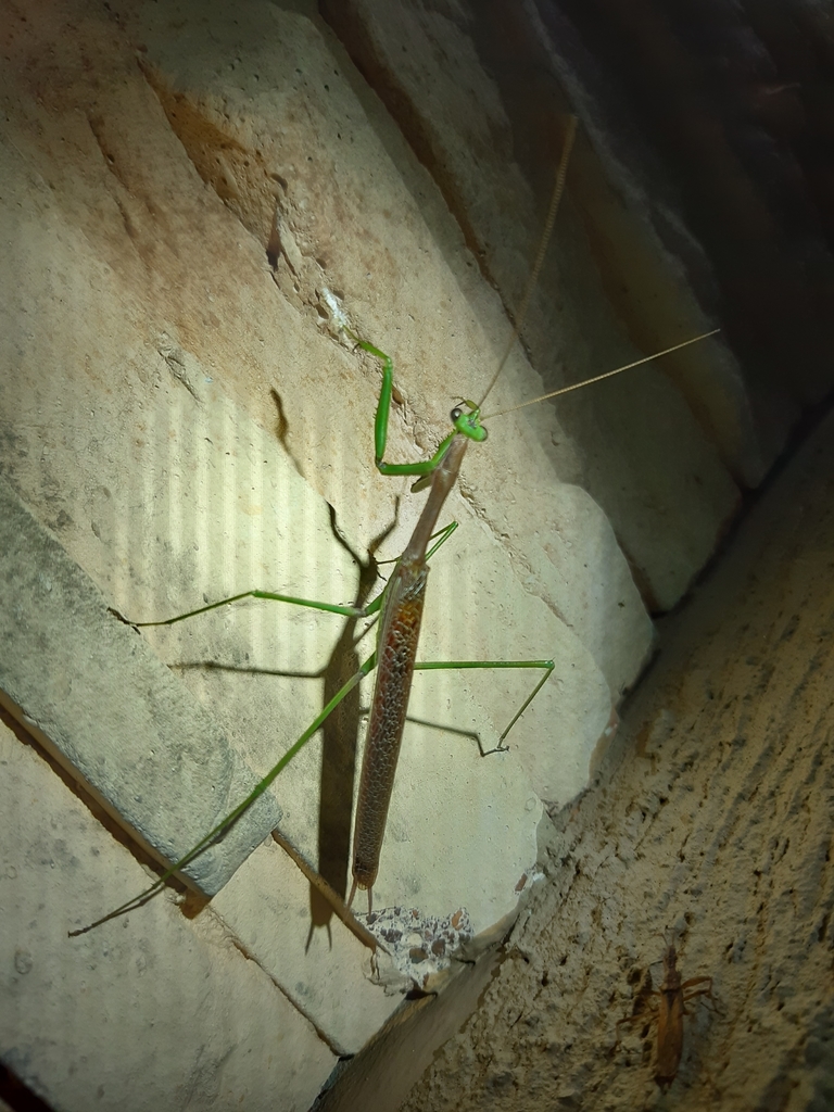 Coptopteryx gayi from Vila Imperial, Gravataí RS, Brasil on February