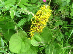 Ligularia