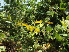 Combretum fruticosum