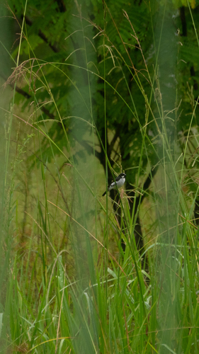 Lined Seedeater (Sporophila lineola), photo 4
