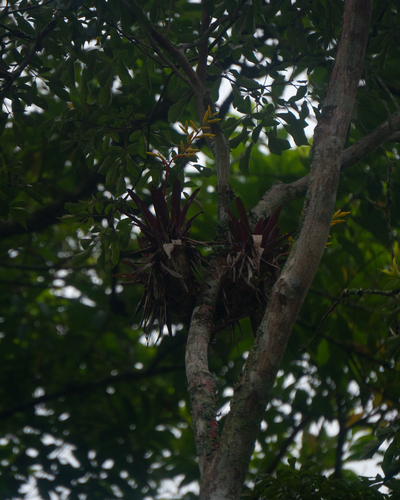 Vriesea rodigasiana, photograph 2