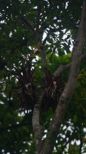 Vriesea rodigasiana, photograph 3