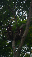 author not stated, no rights reserved Vriesea rodigasiana, photograph author not stated, no rights reserved
