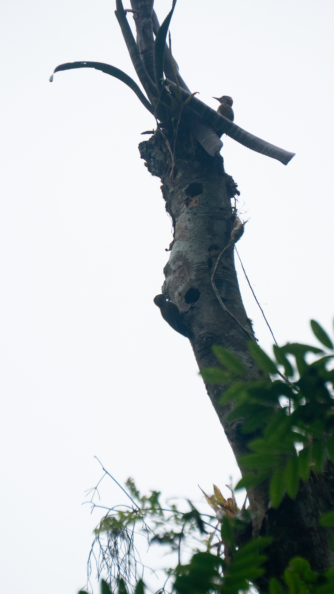 Yellow-eared Woodpecker (Veniliornis maculifrons), photo 1