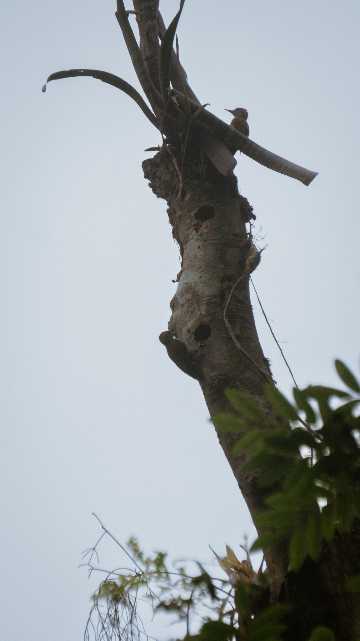 Yellow-eared Woodpecker (Veniliornis maculifrons), photo 2