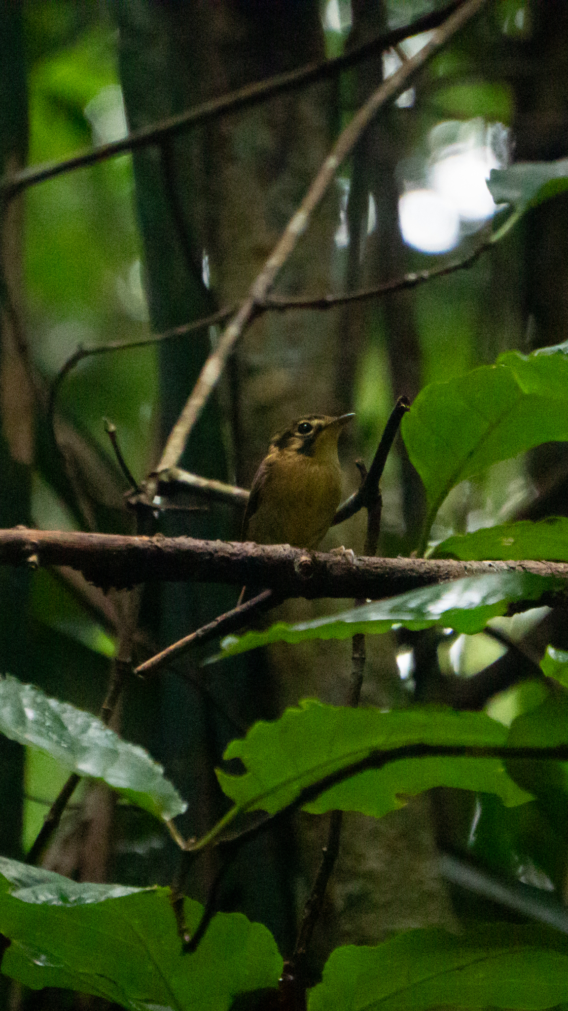 White-throated Spadebill (Platyrinchus mystaceus), photo 4