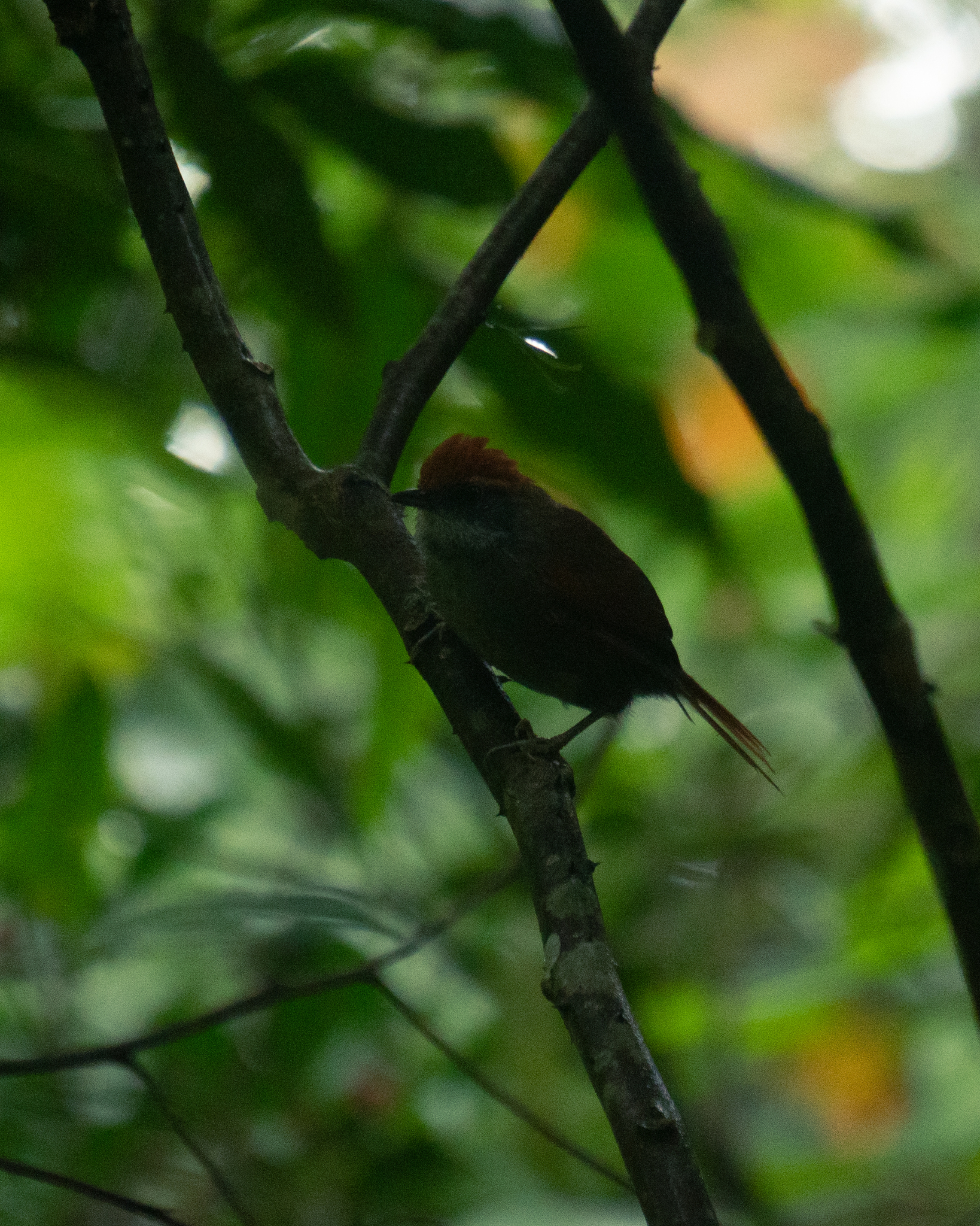 Rufous-capped Spinetail (Synallaxis ruficapilla), photo 3