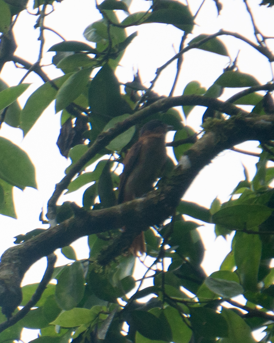 Crested Becard (Pachyramphus validus), photo 10