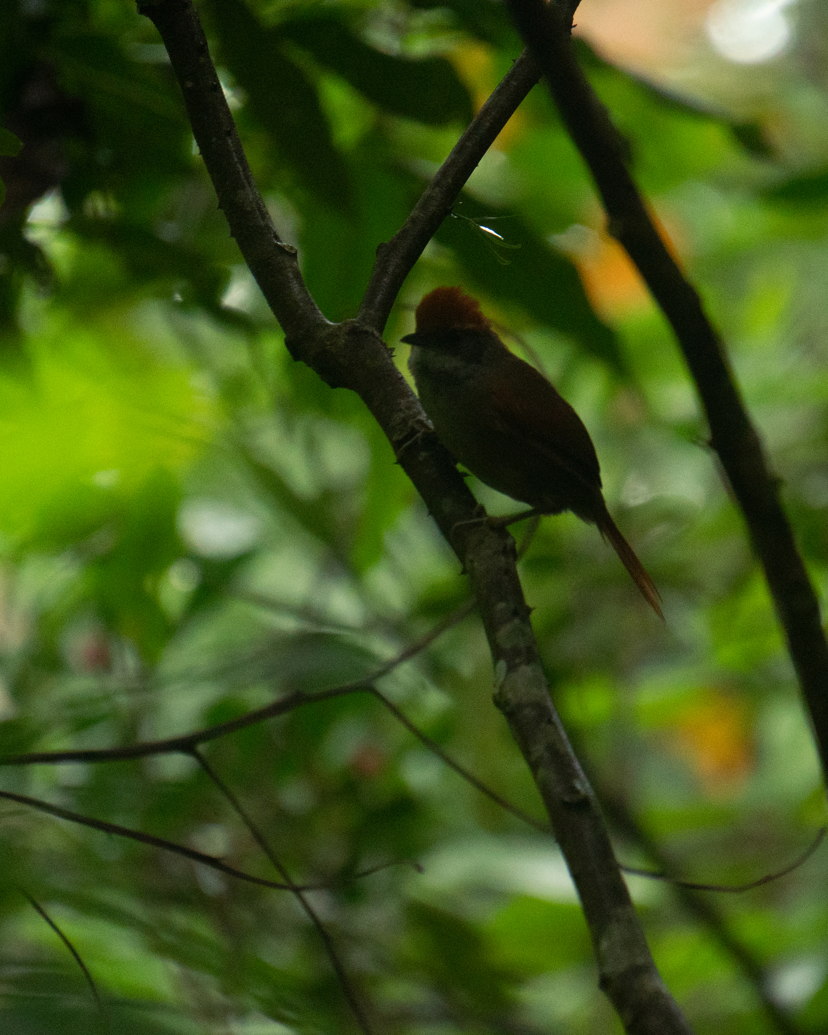 Rufous-capped Spinetail (Synallaxis ruficapilla), photo 4