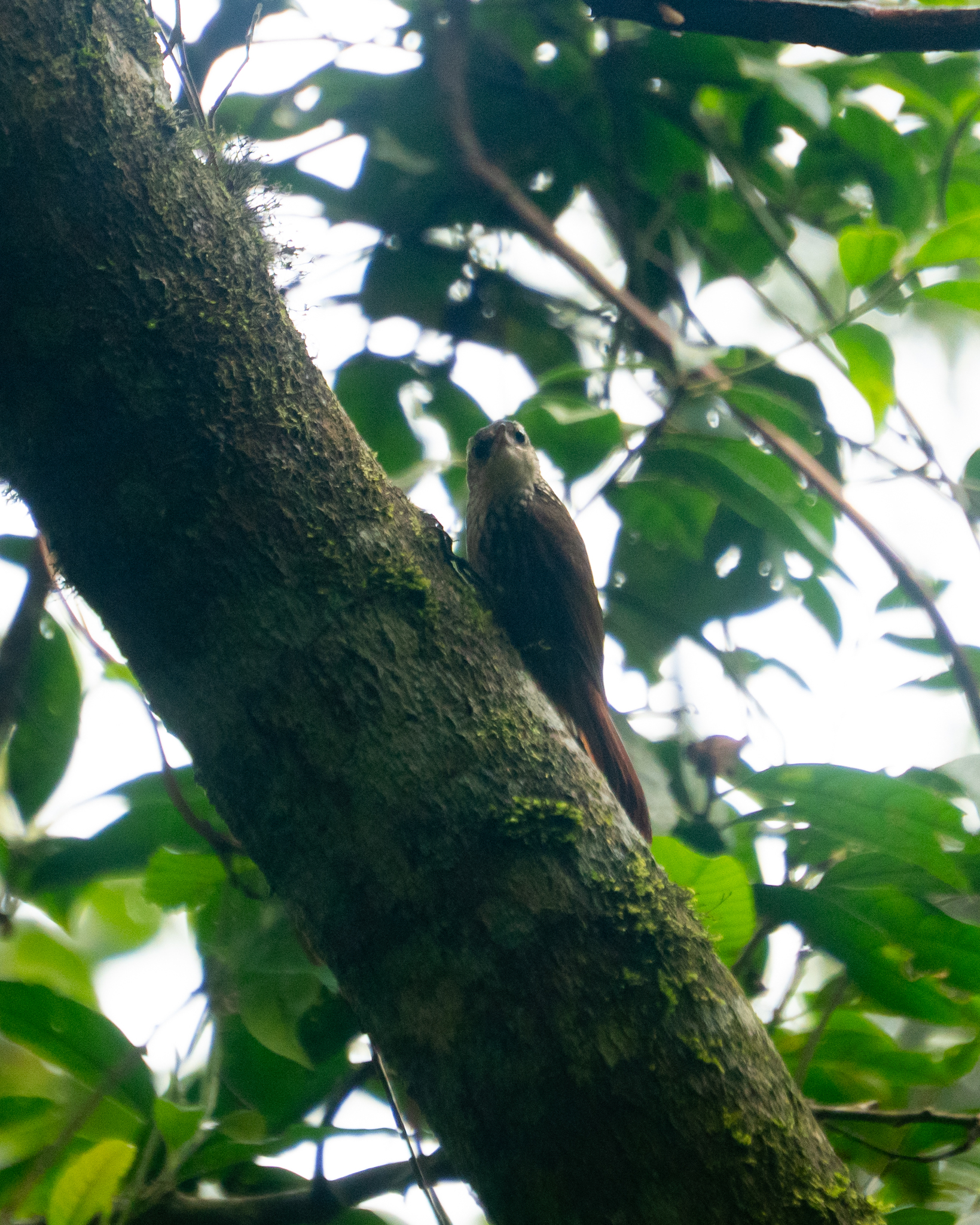 Lesser Woodcreeper (Xiphorhynchus fuscus), photo 3