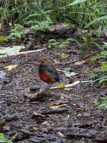 Philippine Pitta (Erythropitta erythrogaster), photo 8