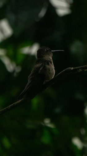 Sombre Hummingbird (Eupetomena cirrochloris)