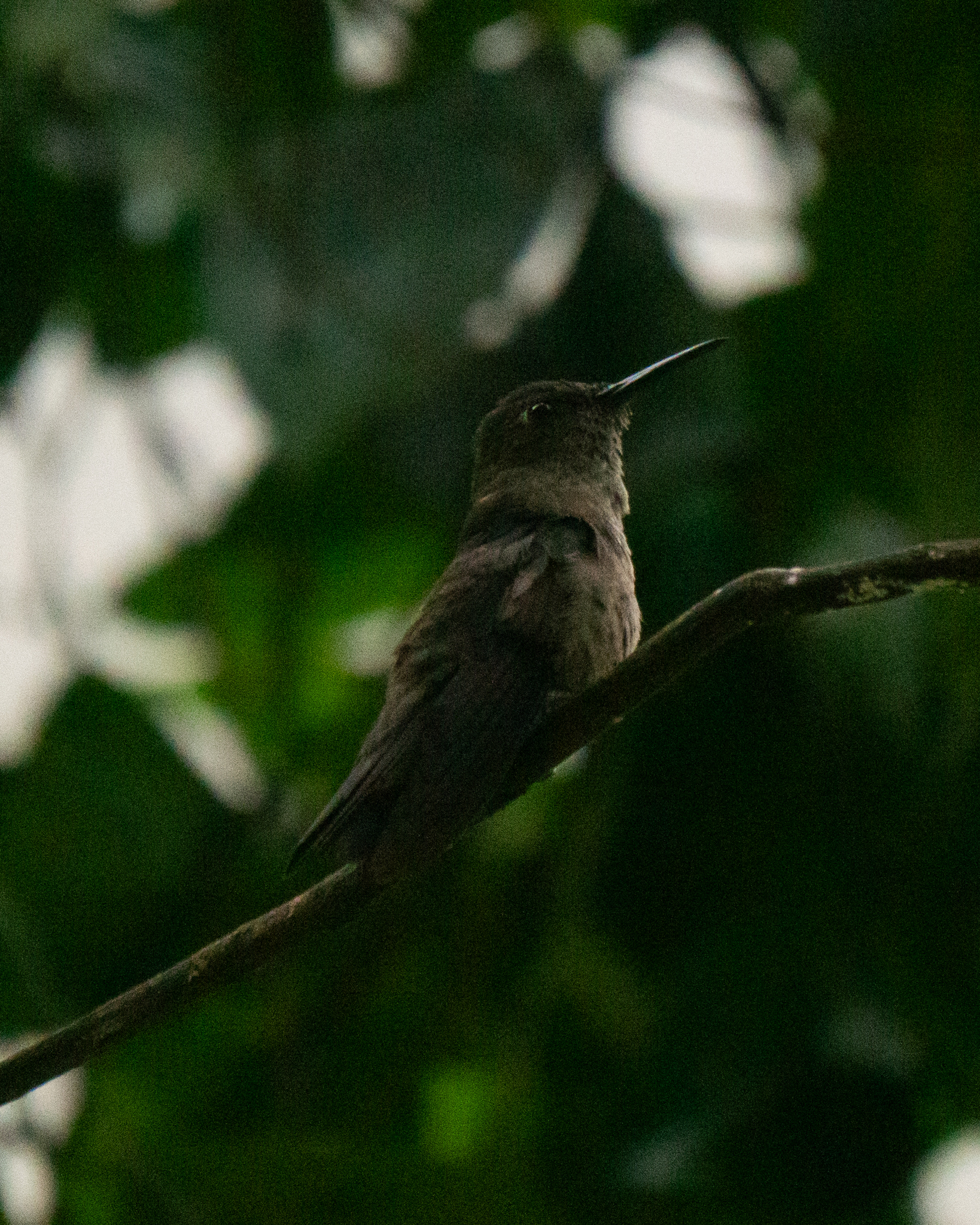 Sombre Hummingbird (Eupetomena cirrochloris), photo 2