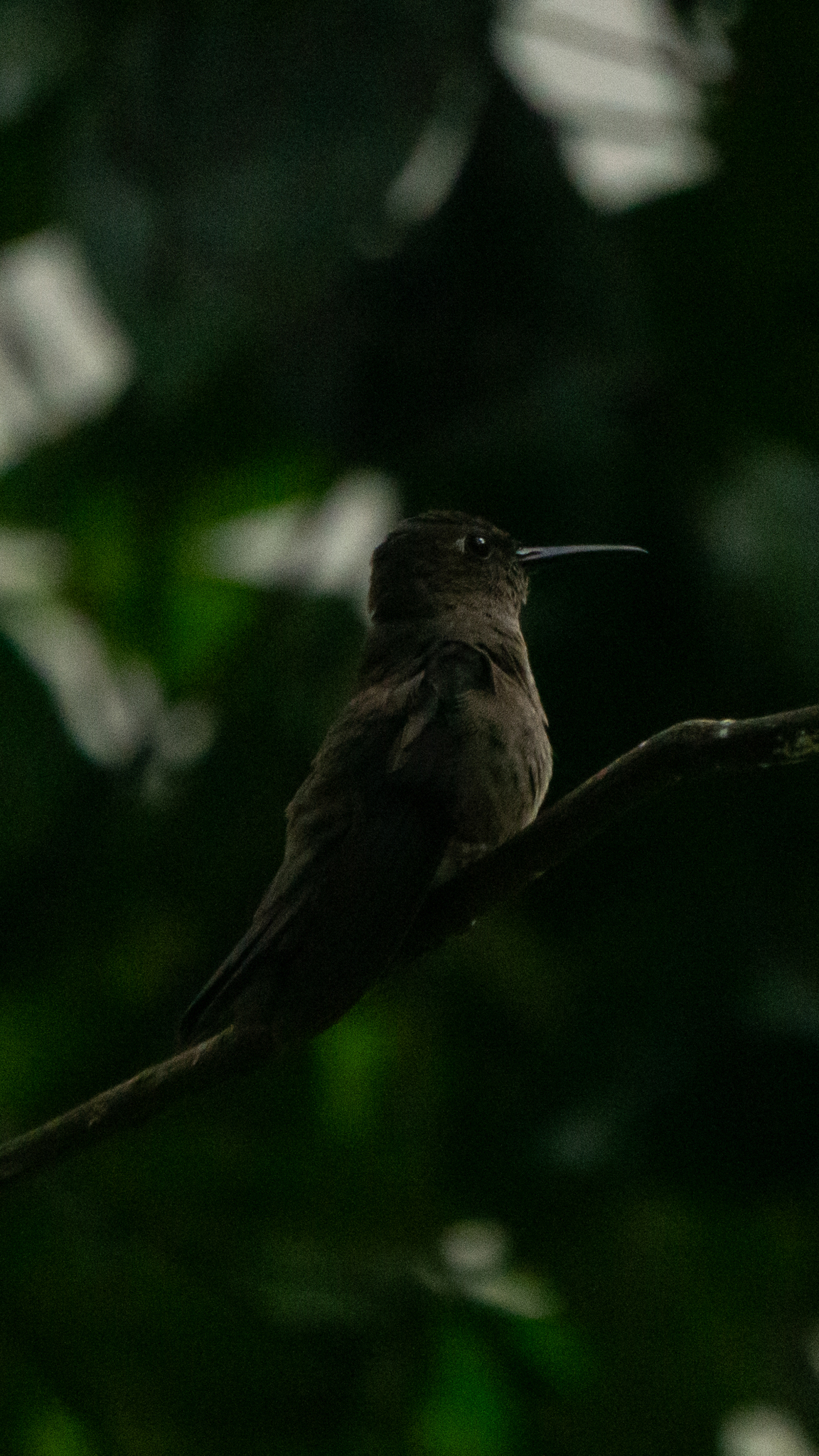 Sombre Hummingbird (Eupetomena cirrochloris), photo 8