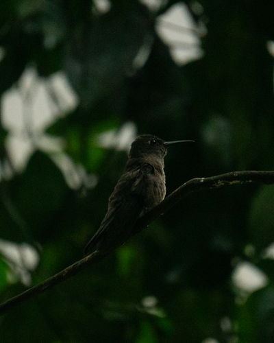 Sombre Hummingbird (Eupetomena cirrochloris), photo 9