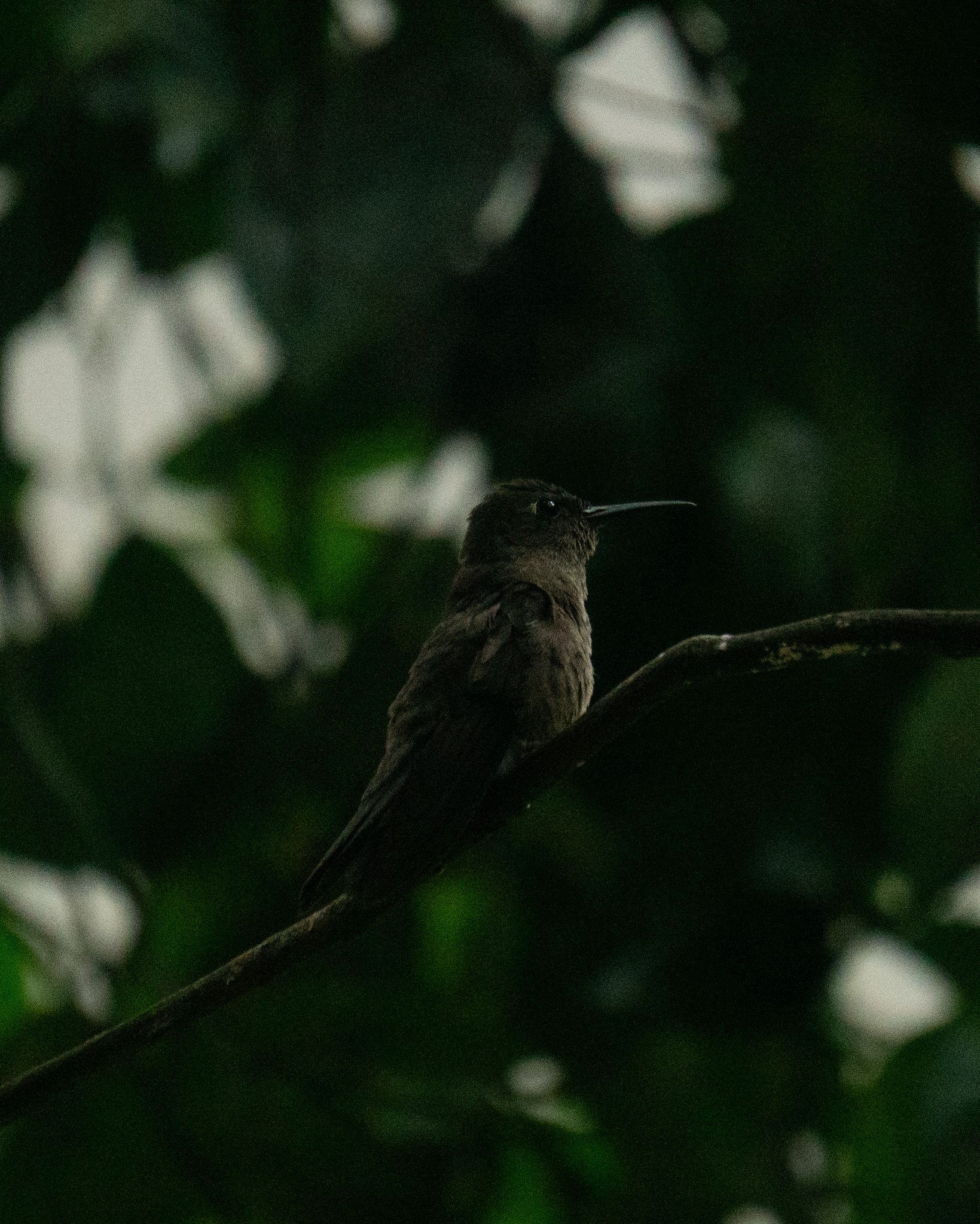 Sombre Hummingbird (Eupetomena cirrochloris), photo 9