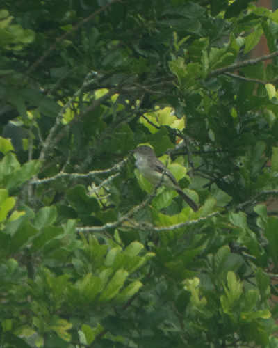 Short-crested Flycatcher (Myiarchus ferox)