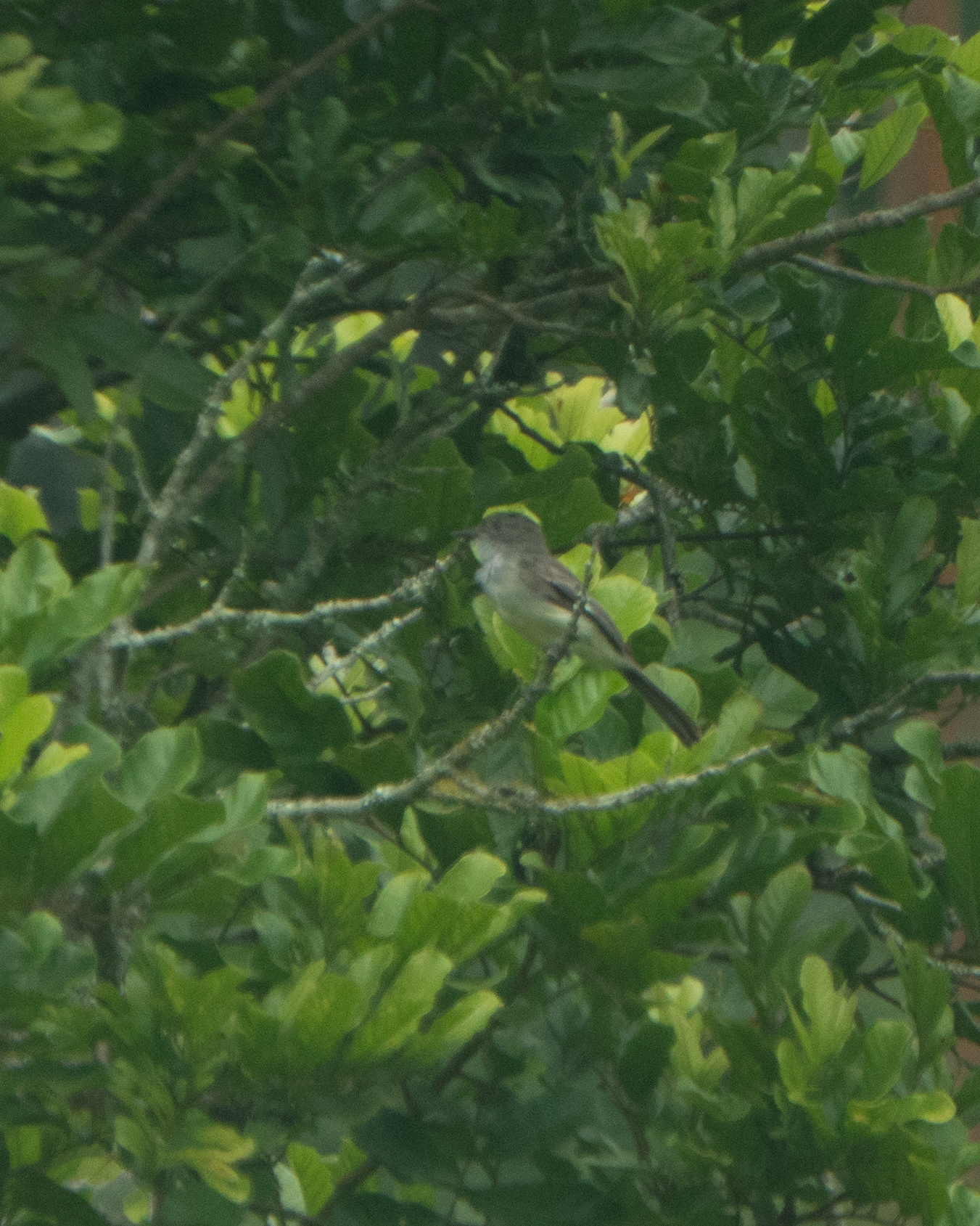 Short-crested Flycatcher (Myiarchus ferox), photo 1
