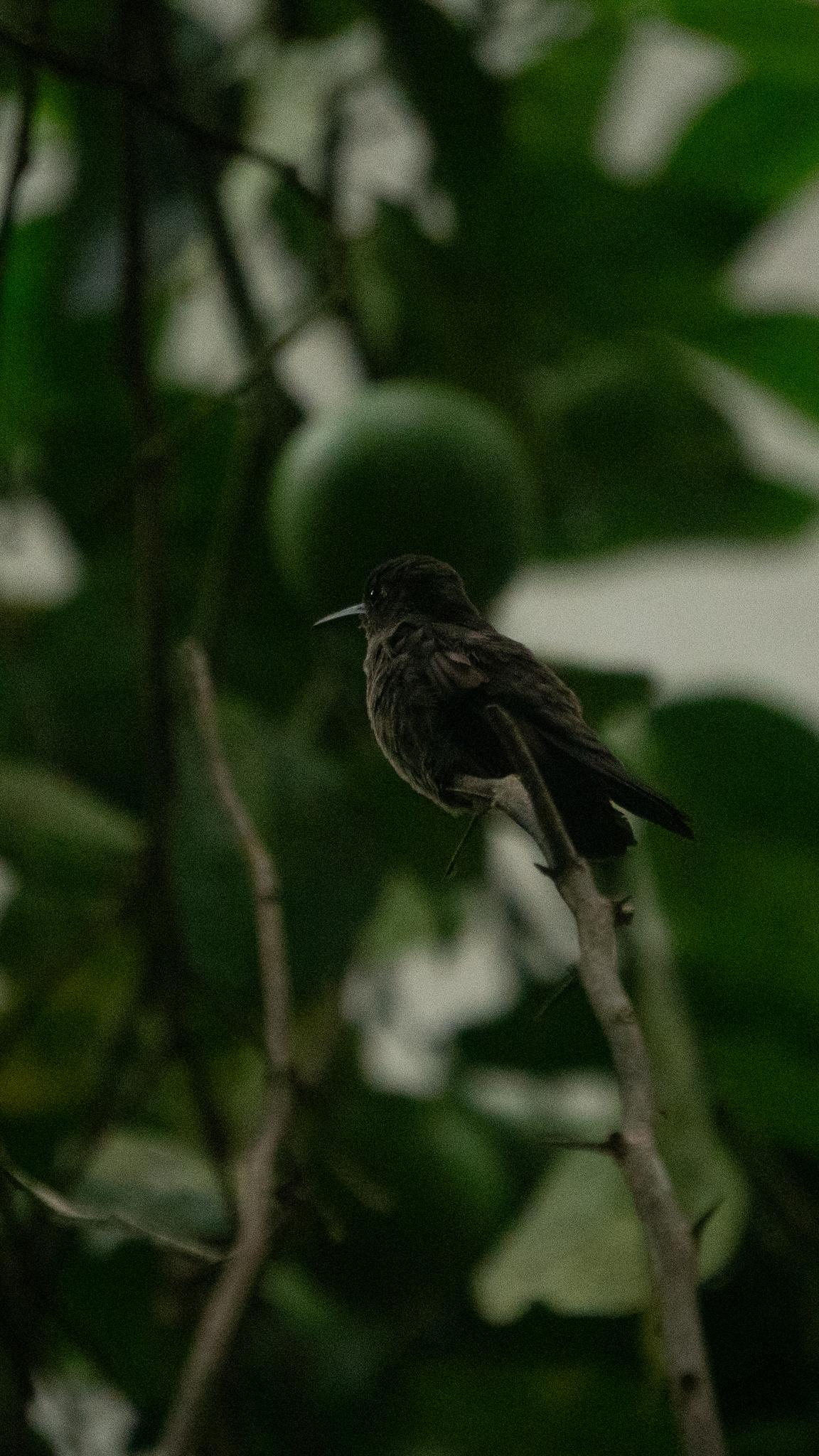 Sombre Hummingbird (Eupetomena cirrochloris), photo 10