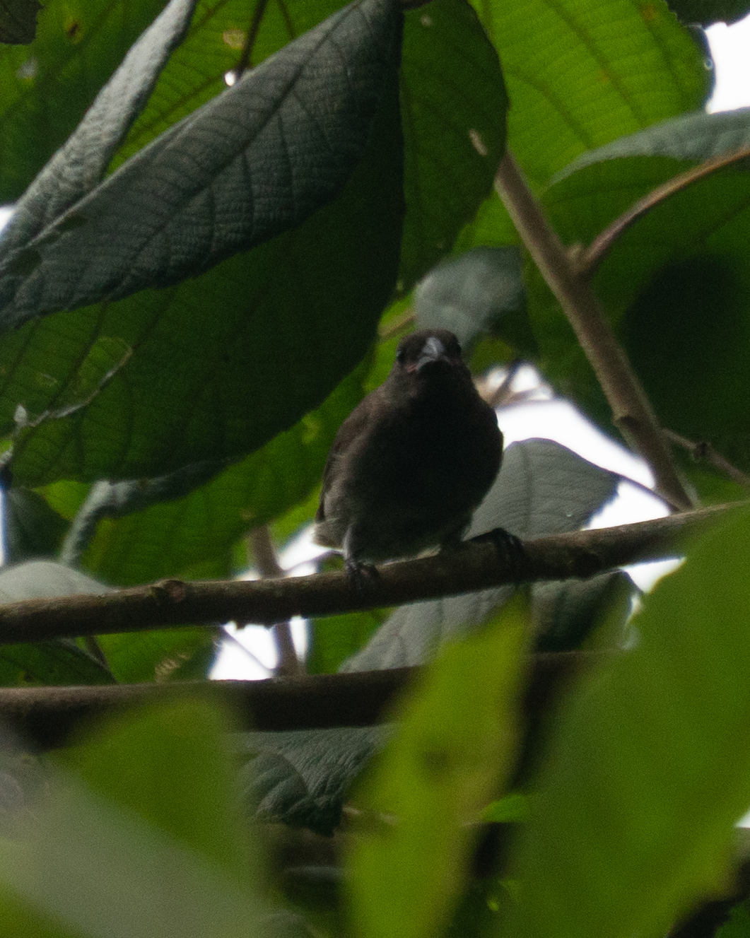 Sooty Grassquit (Asemospiza fuliginosa), photo 4