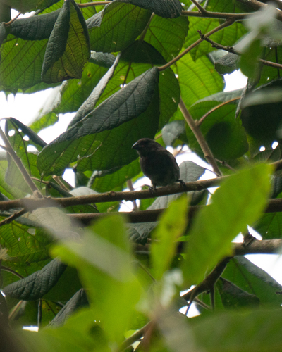 Sooty Grassquit (Asemospiza fuliginosa), photo 8