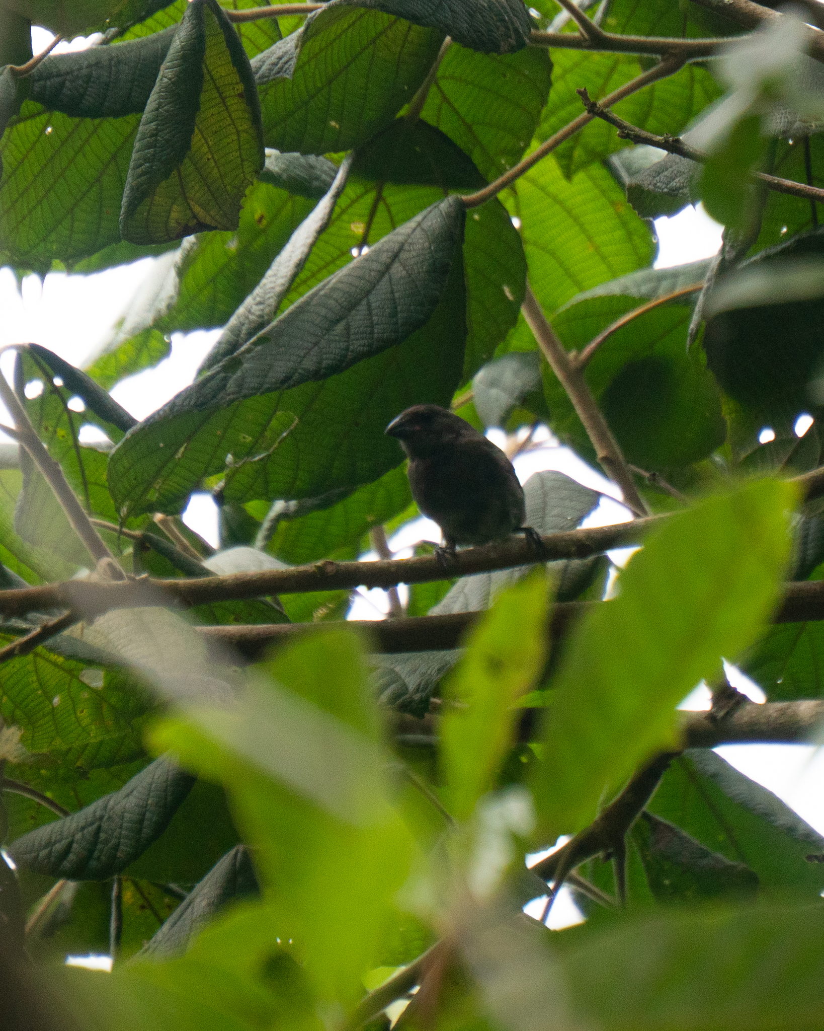 Sooty Grassquit (Asemospiza fuliginosa), photo 8
