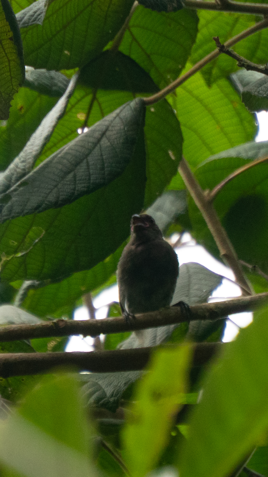 Sooty Grassquit (Asemospiza fuliginosa), photo 9
