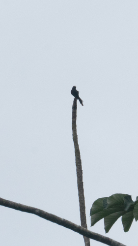 Long-tailed Tyrant (Colonia colonus), photo 9