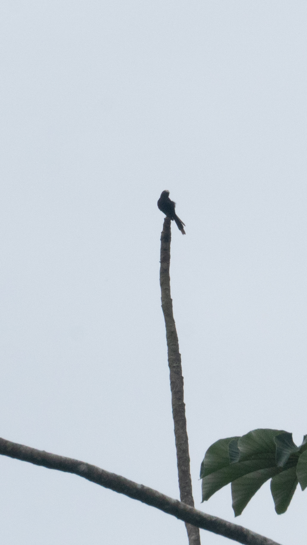 Long-tailed Tyrant (Colonia colonus), photo 9