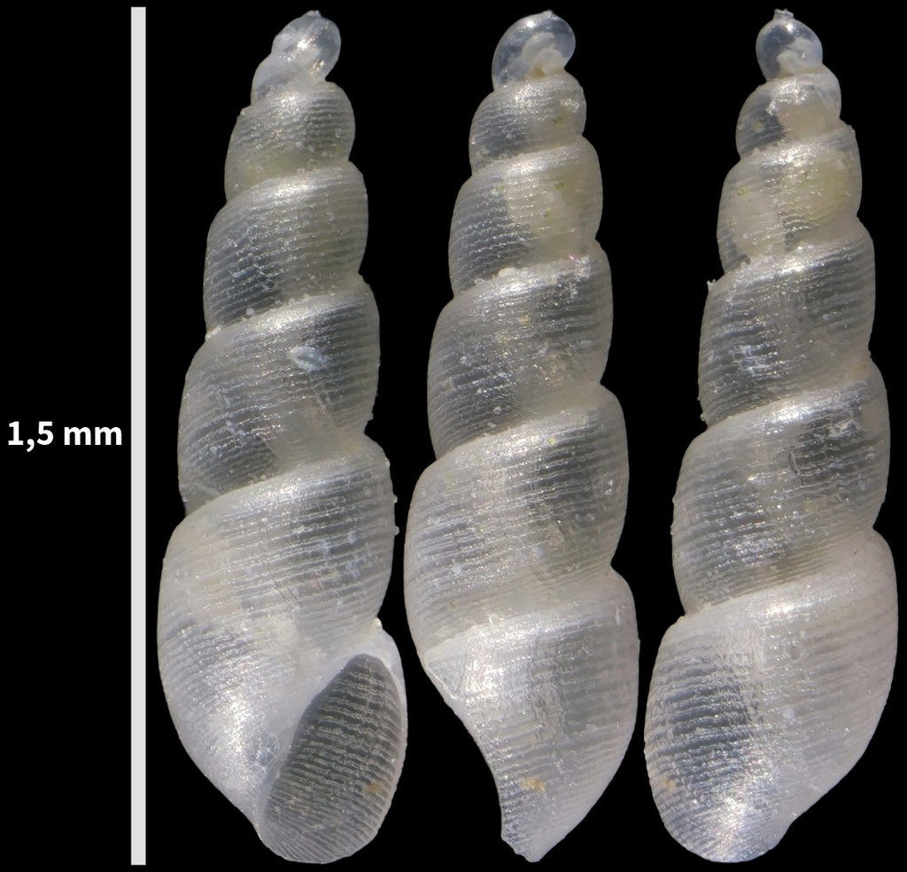 Ebala striatula