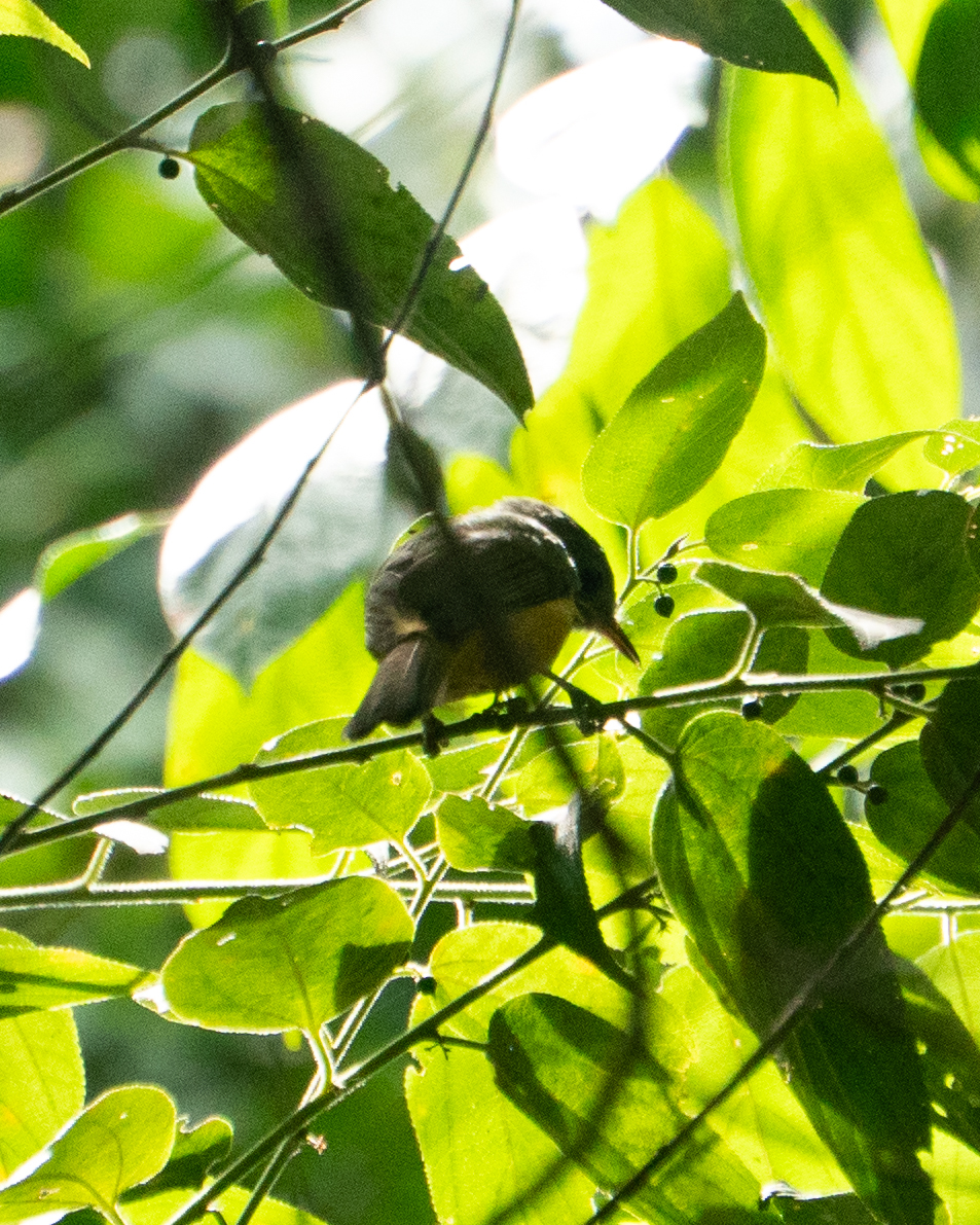 Grey-hooded Flycatcher (Mionectes rufiventris), photo 10