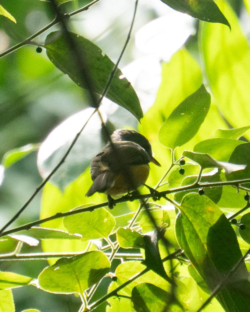 Grey-hooded Flycatcher (Mionectes rufiventris), photo 9