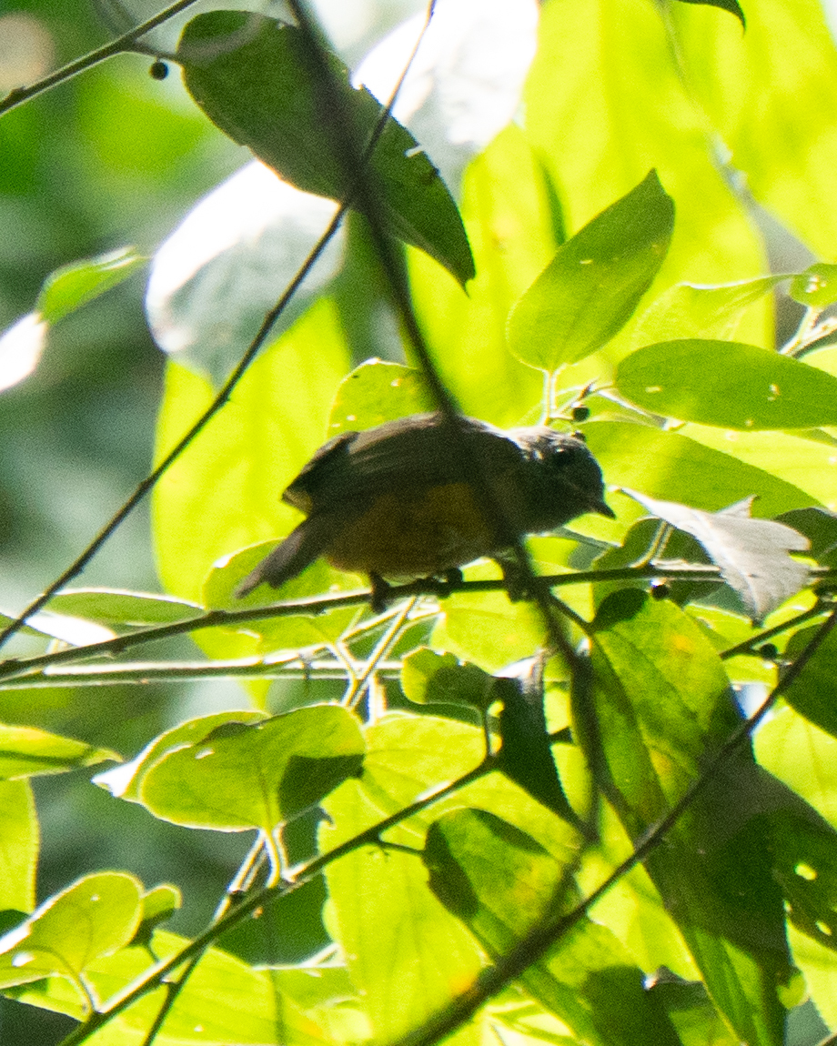 Grey-hooded Flycatcher (Mionectes rufiventris), photo 8